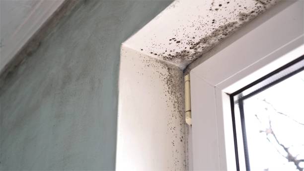 Best Toxic Mold Removal  in Grandview, MO