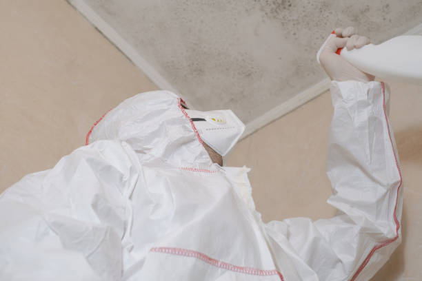 Professional Mold Removal in Grandview, MO