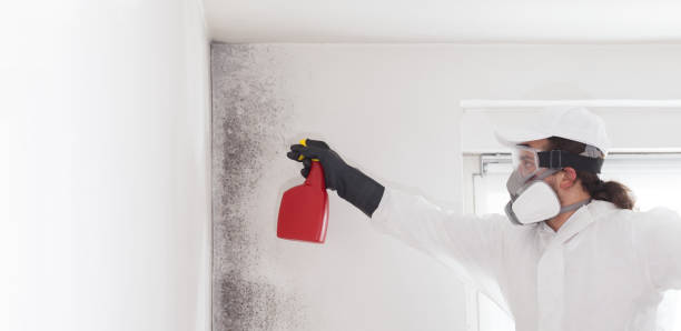 Best Mold Damage Repair  in Grandview, MO