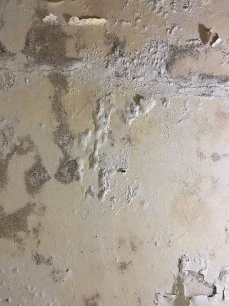 Best Affordable Mold Removal  in Grandview, MO