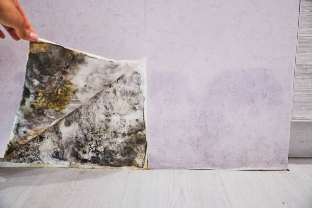 Best Home Mold Removal  in Grandview, MO